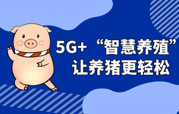 
5G+“智慧养殖” 让养猪更轻松_澳门人威尼斯3966(图1)